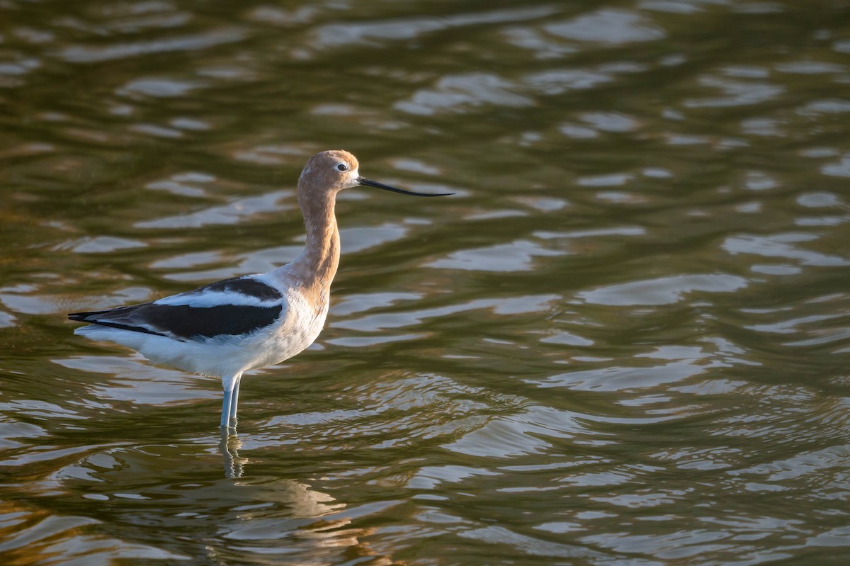 American Avocet - ML635721471