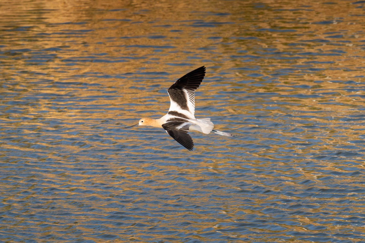 American Avocet - ML635721472