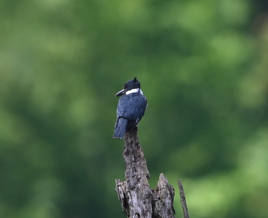 Belted Kingfisher - ML635721477