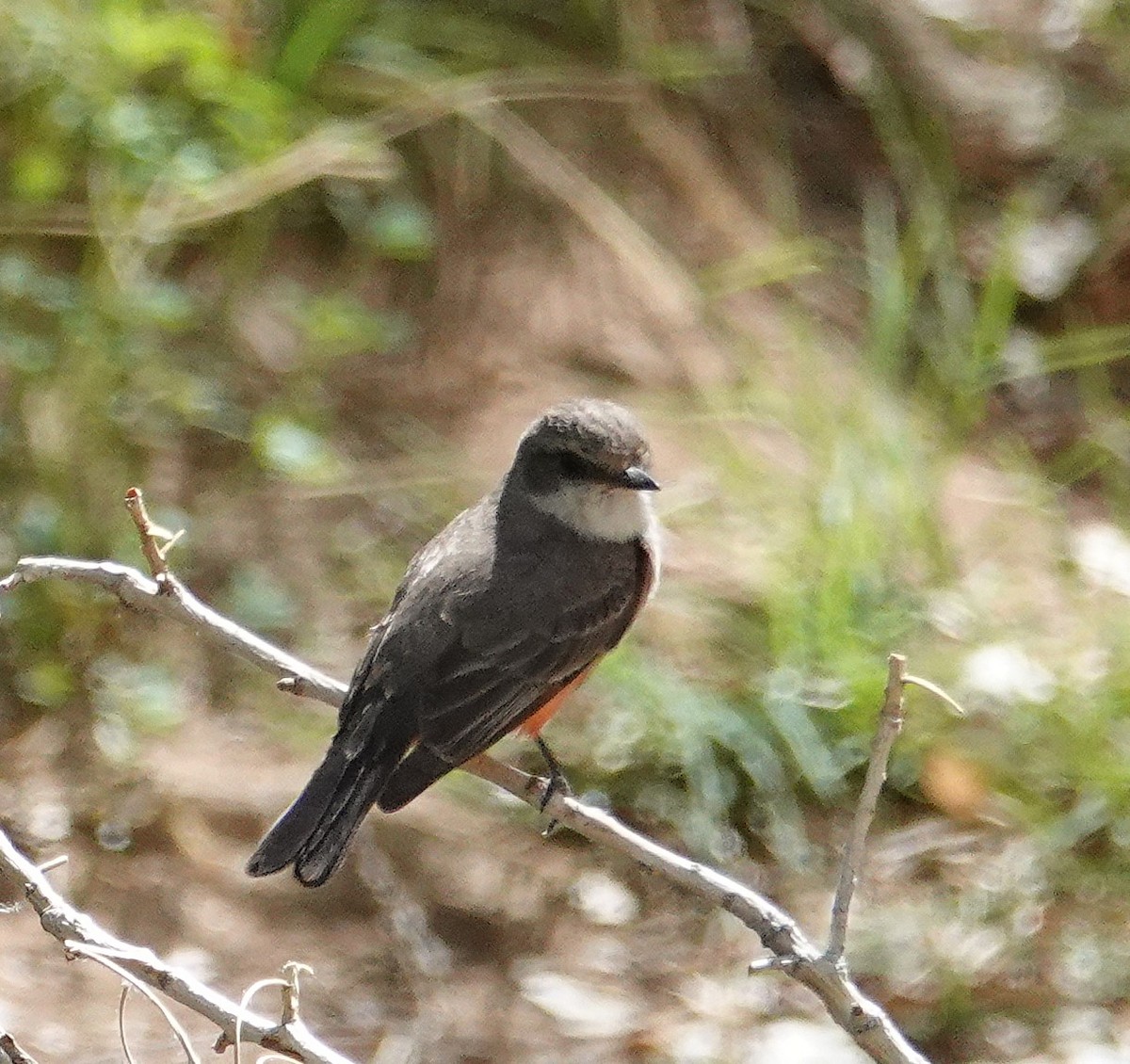 Vermilion Flycatcher - ML635721483