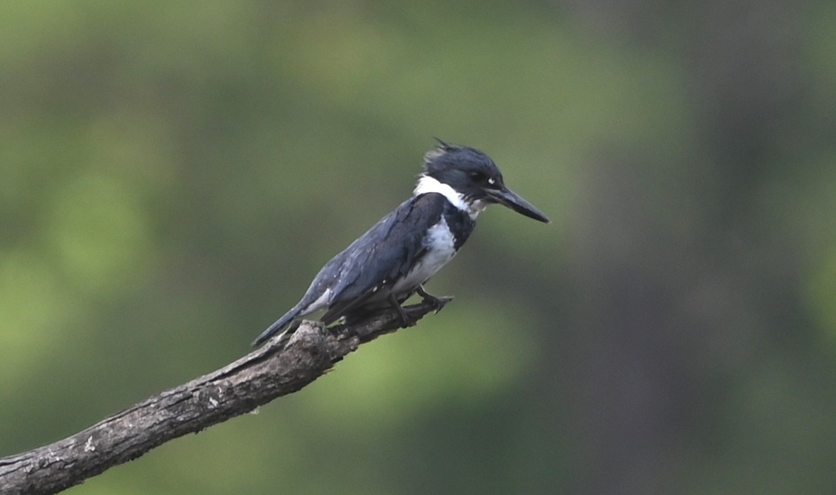 Belted Kingfisher - ML635721486