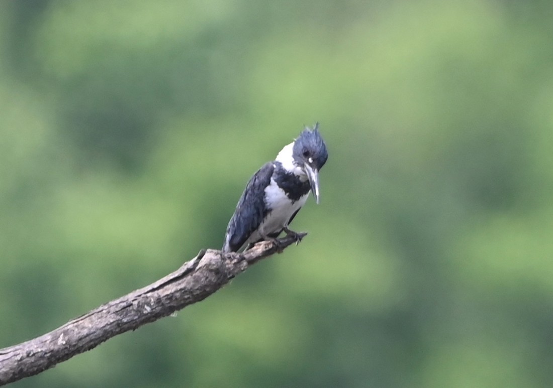 Belted Kingfisher - ML635721505