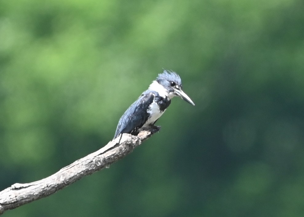 Belted Kingfisher - ML635721520
