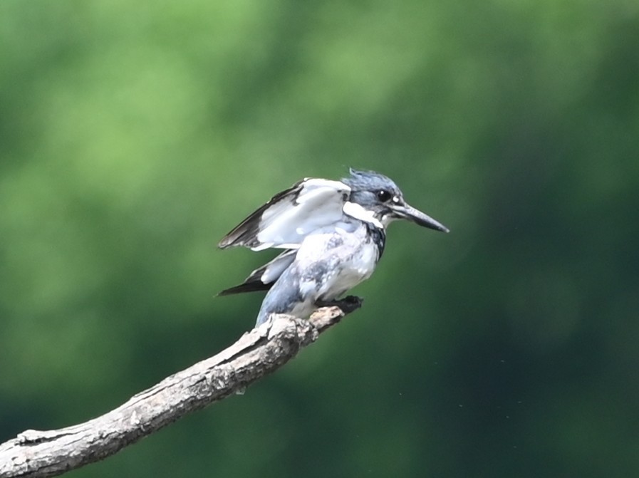 Belted Kingfisher - ML635721532