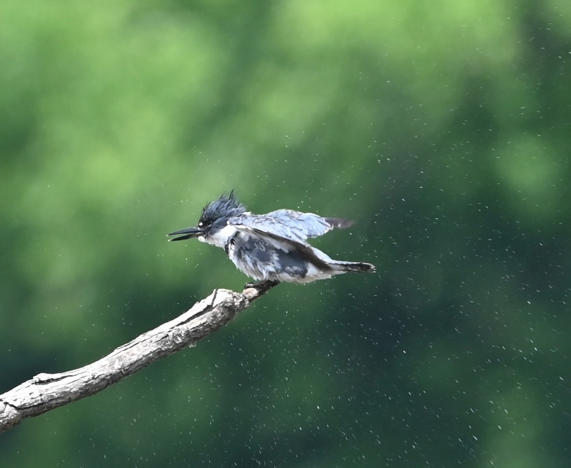 Belted Kingfisher - ML635721546