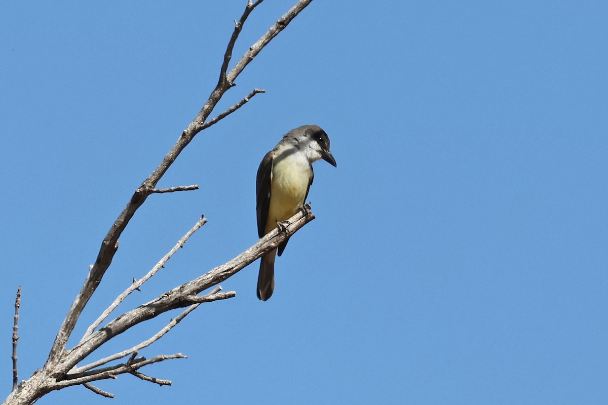 Thick-billed Kingbird - ML635721586