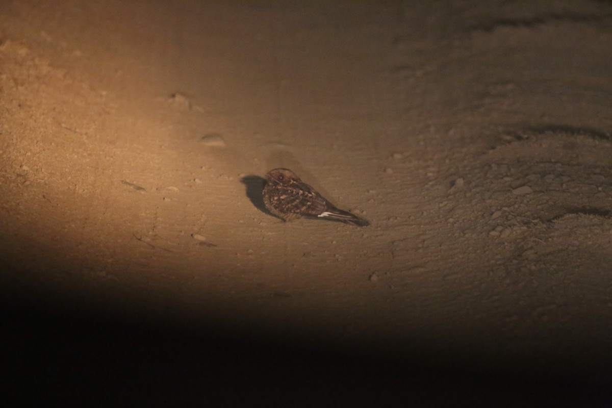 Fiery-necked Nightjar - ML635721692