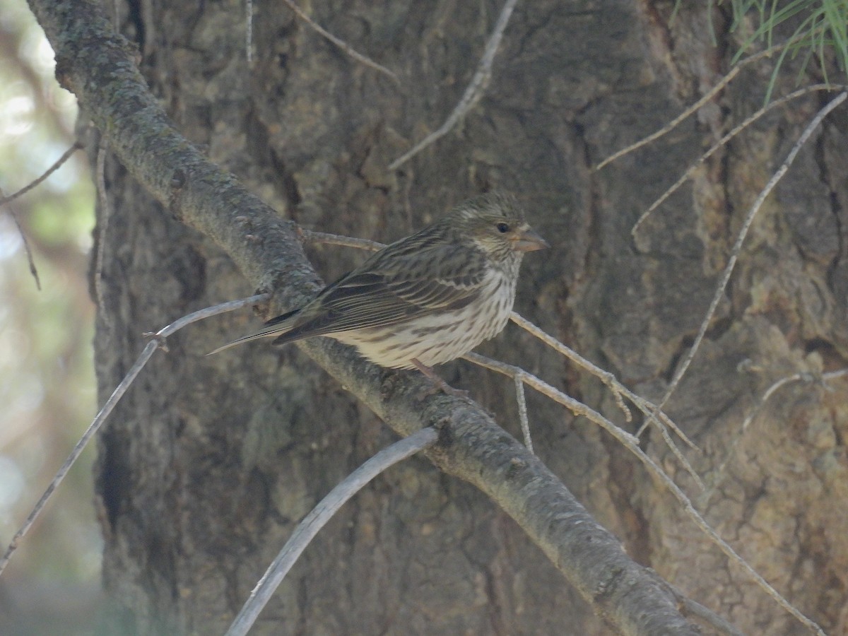 Cassin's Finch - ML635721783