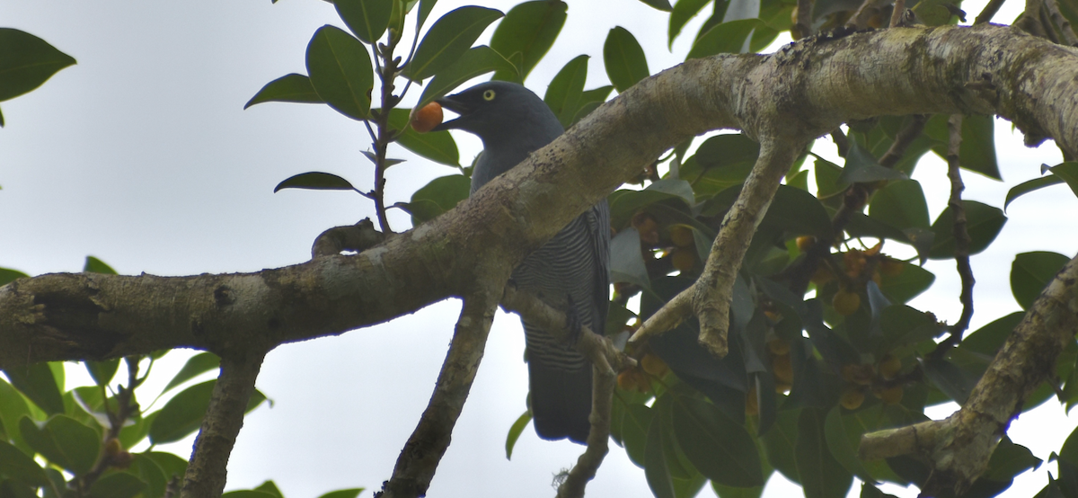 Barred Cuckooshrike - ML635721882