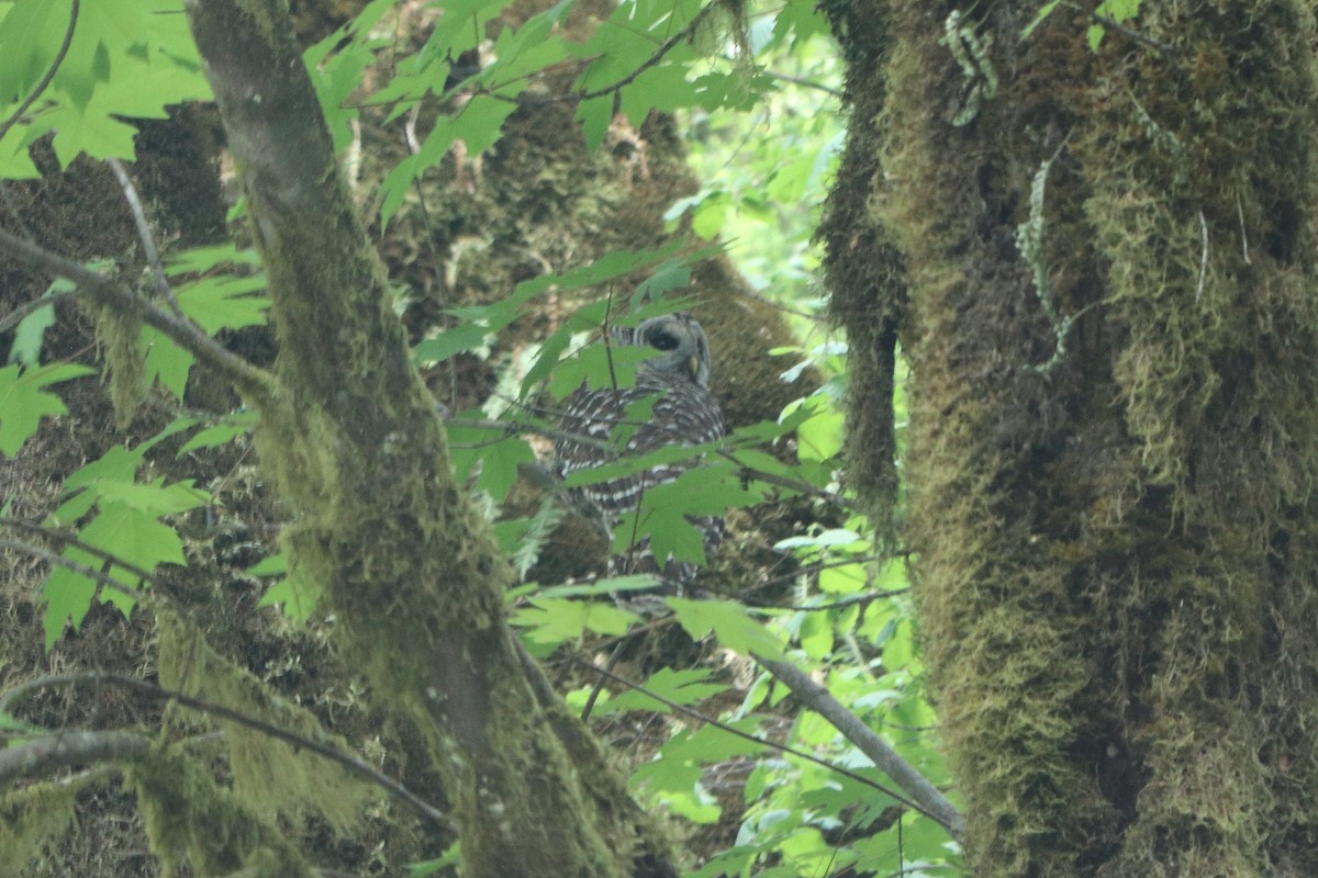 Barred Owl - ML635722088
