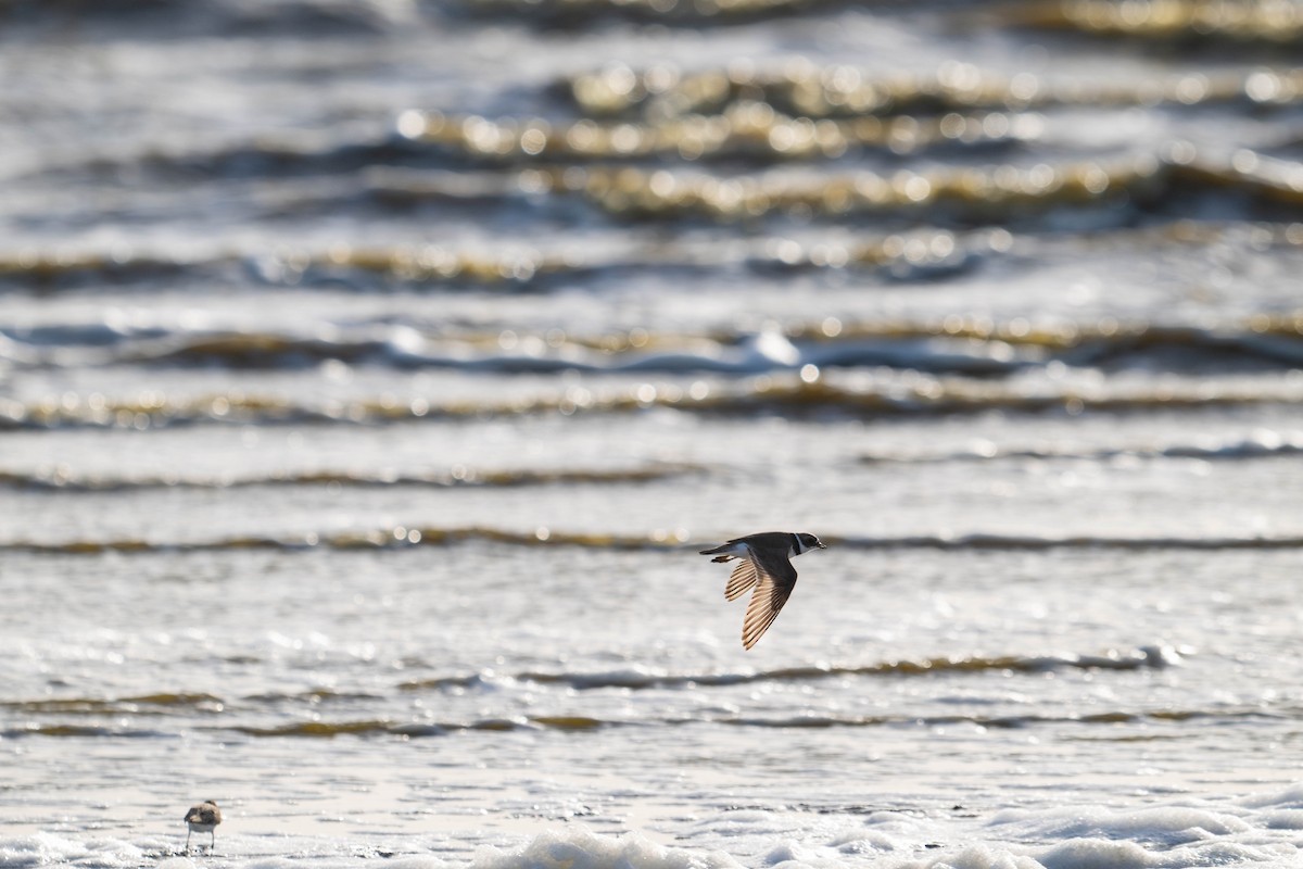 Semipalmated Plover - ML635722143