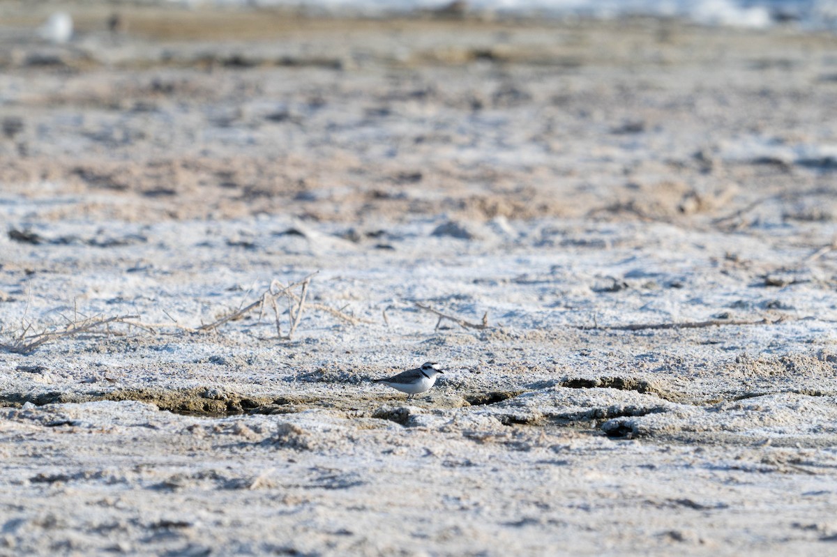 Snowy Plover - ML635722165