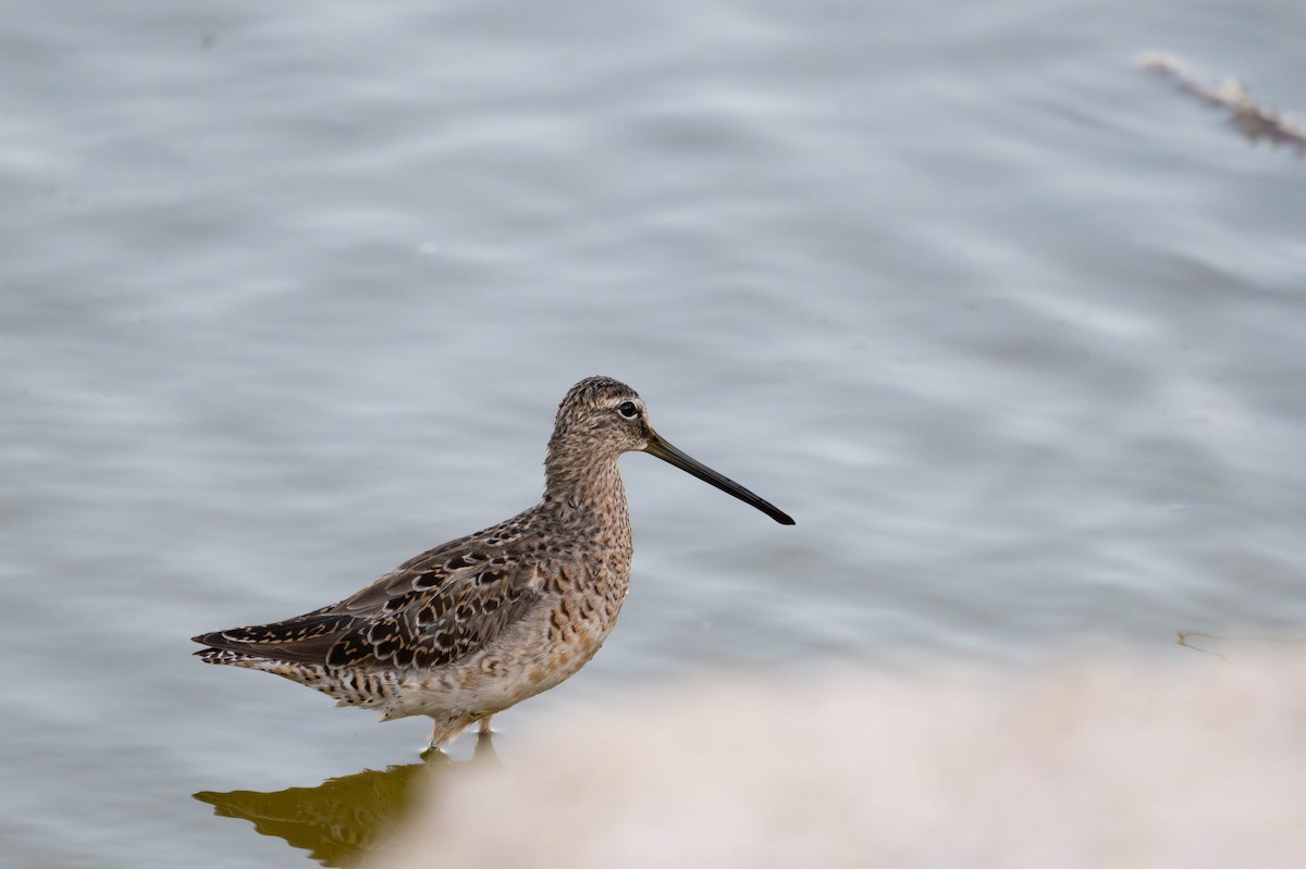 Long-billed Dowitcher - ML635722185