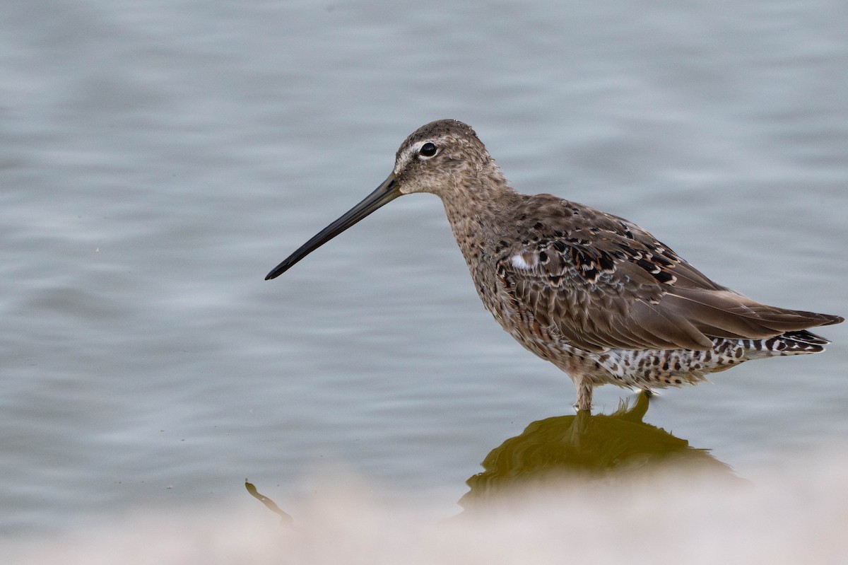 Long-billed Dowitcher - ML635722186