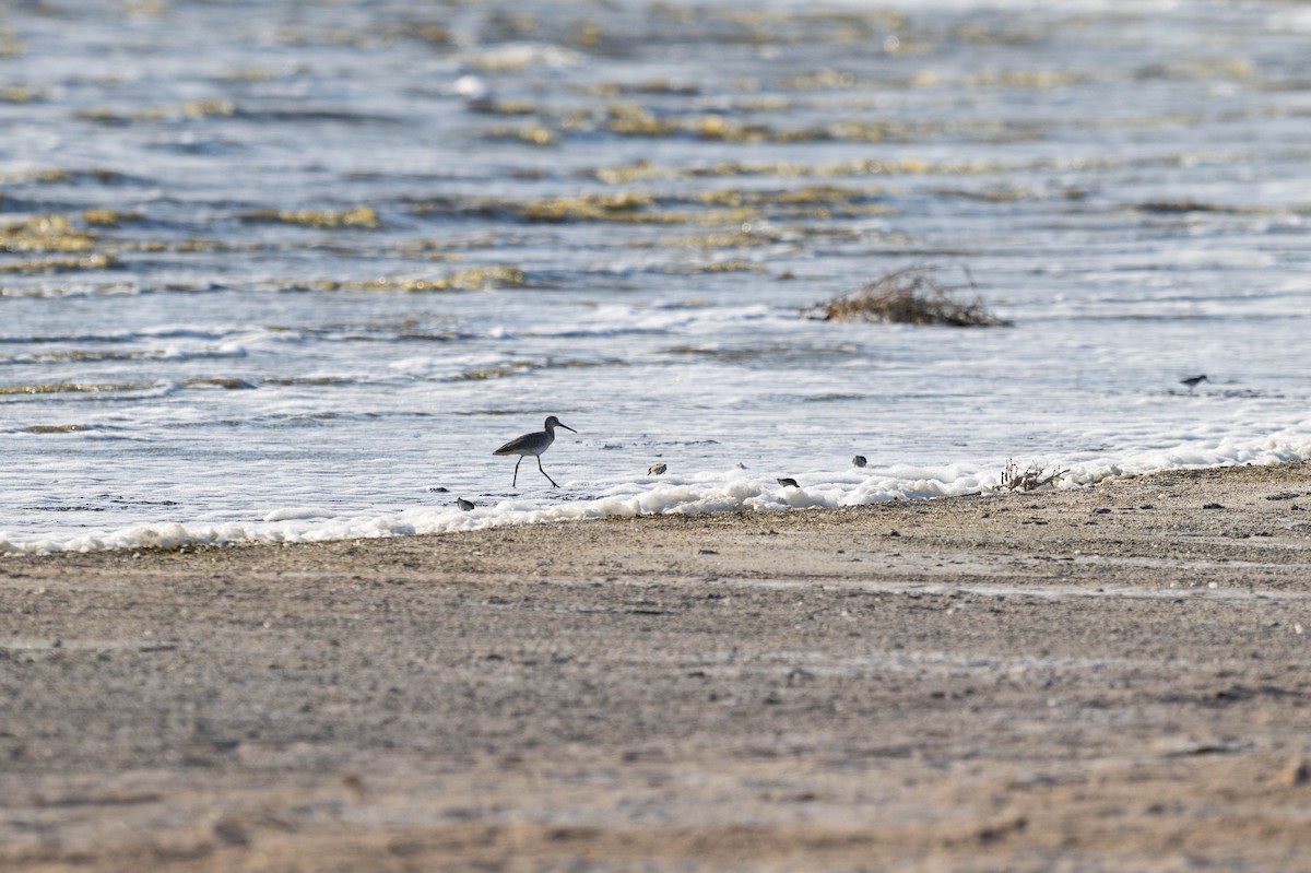 Willet - ML635722203