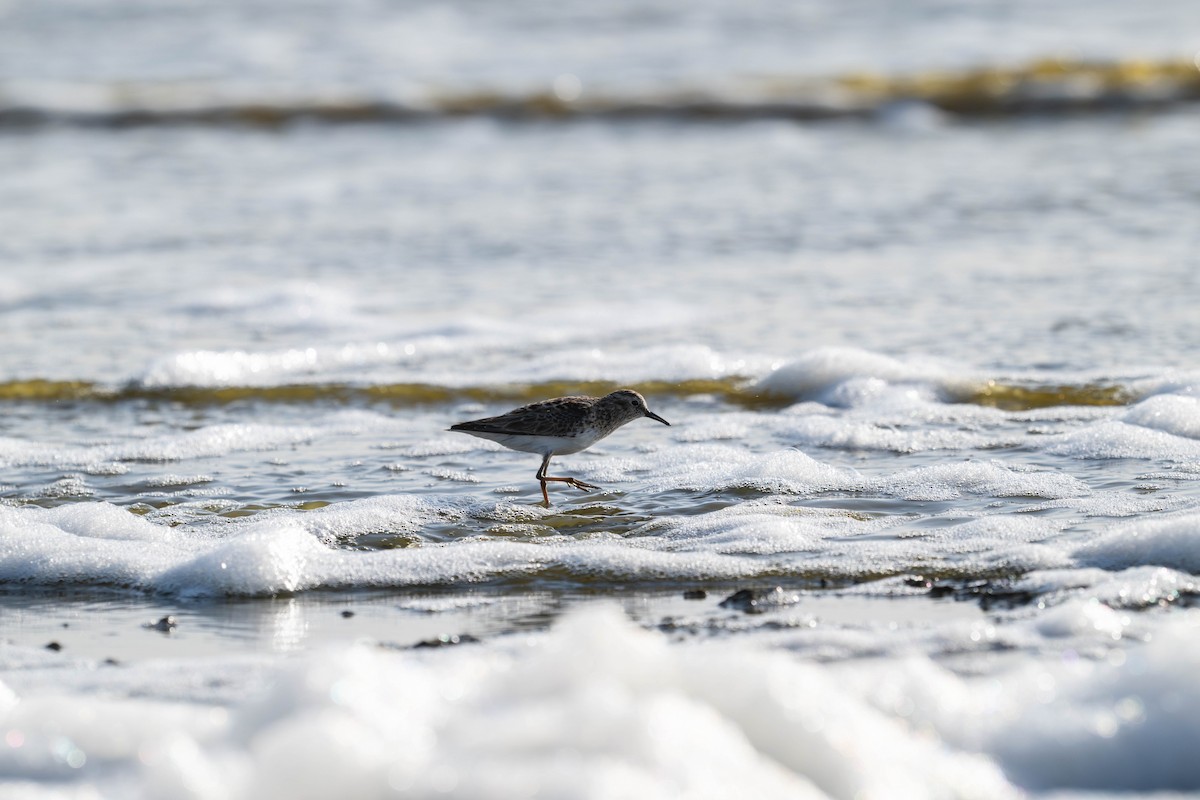 Least Sandpiper - ML635722237