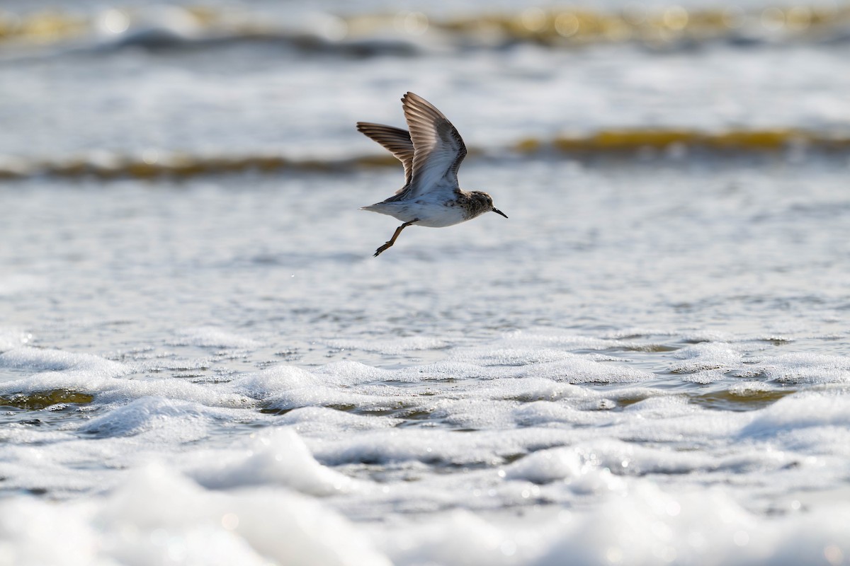 Least Sandpiper - ML635722238