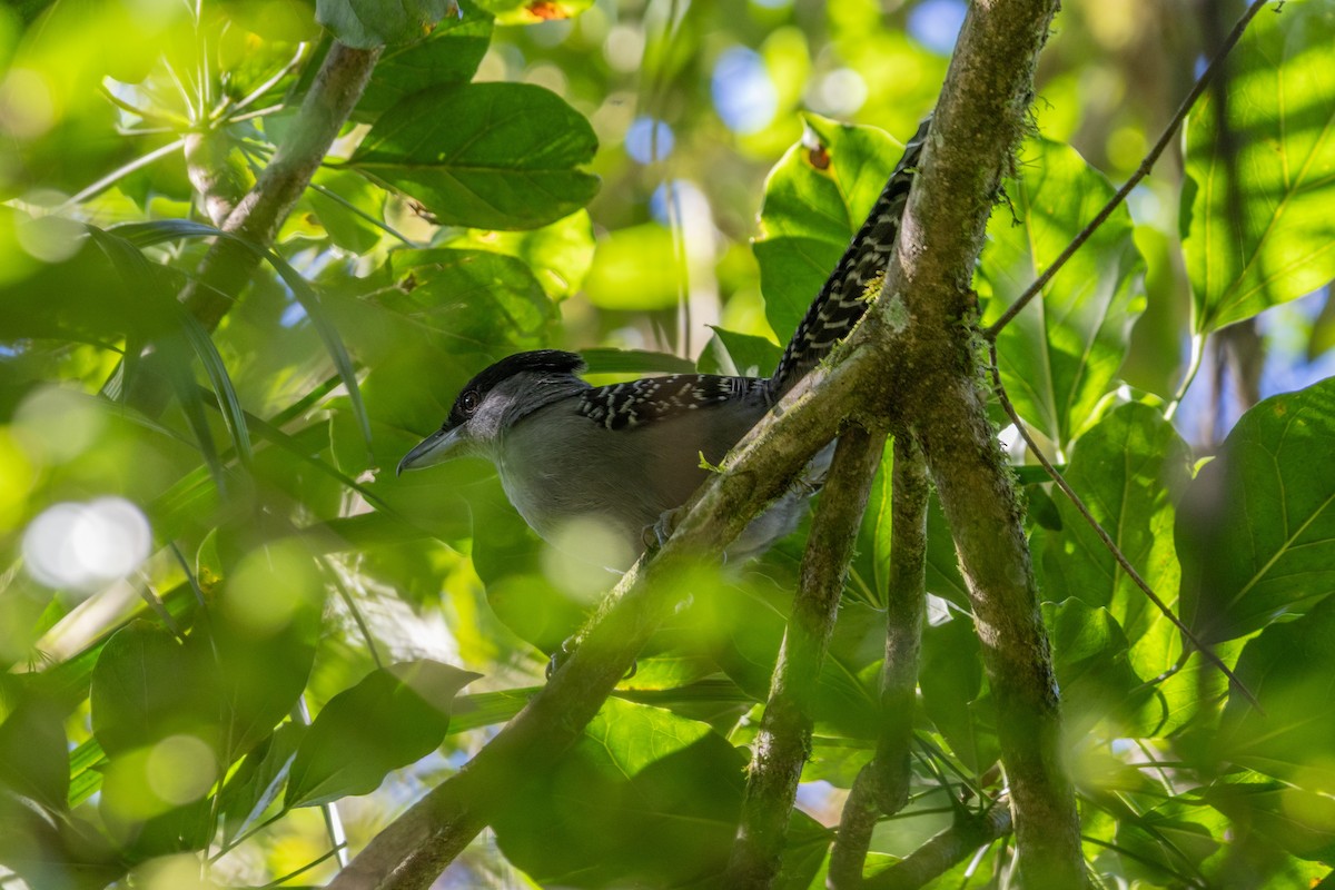 Giant Antshrike - ML635722268
