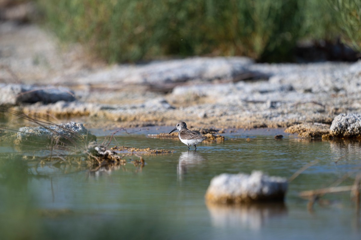Western Sandpiper - ML635722269