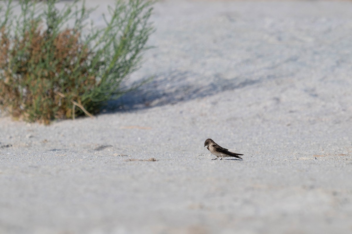 Northern Rough-winged Swallow - ML635722297