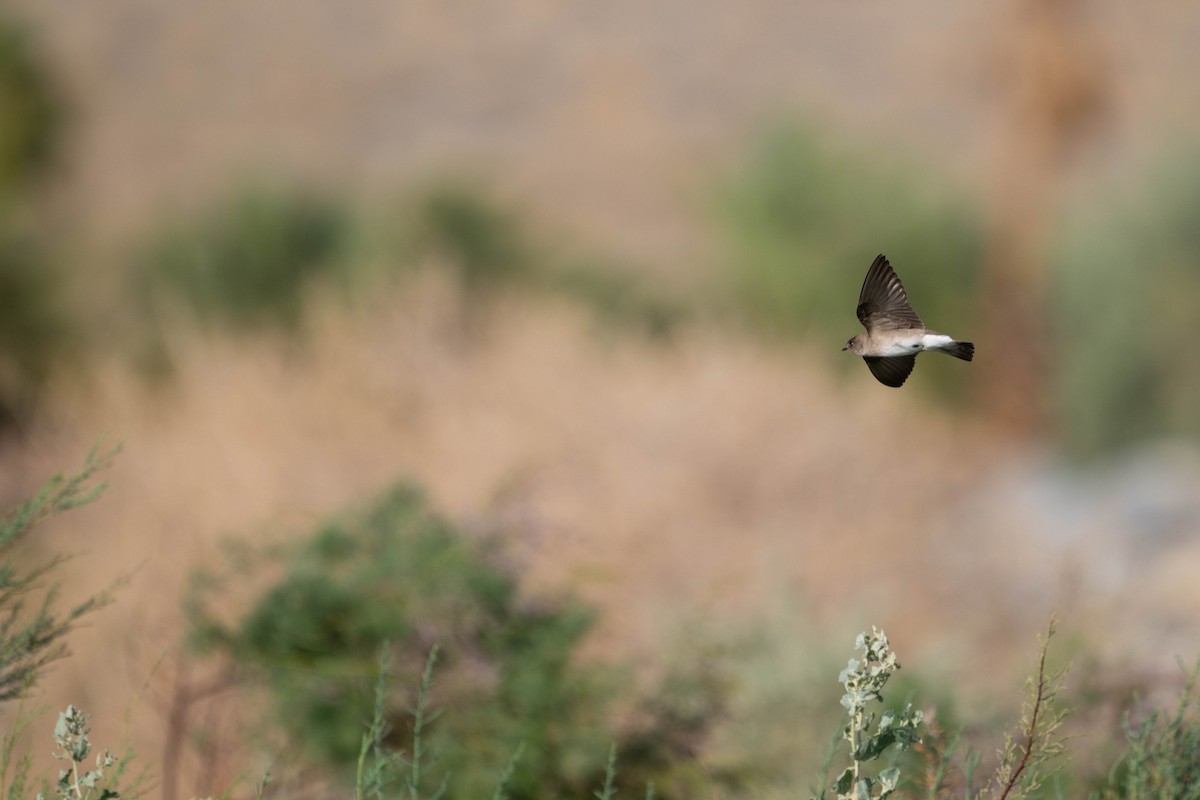 Northern Rough-winged Swallow - ML635722298
