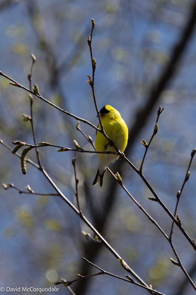 American Goldfinch - ML635722500