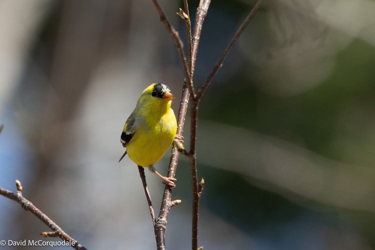 American Goldfinch - ML635722501