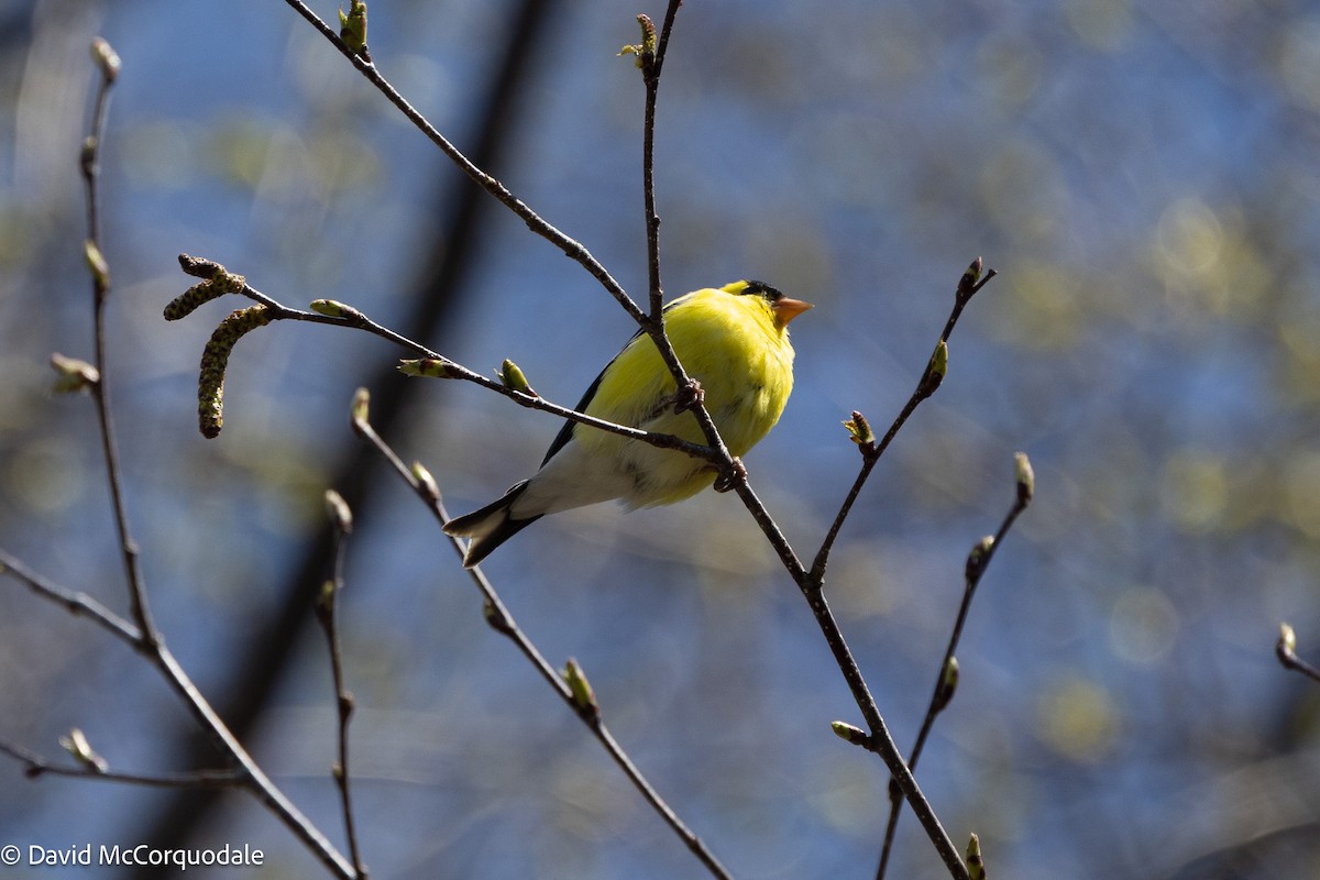 American Goldfinch - ML635722502