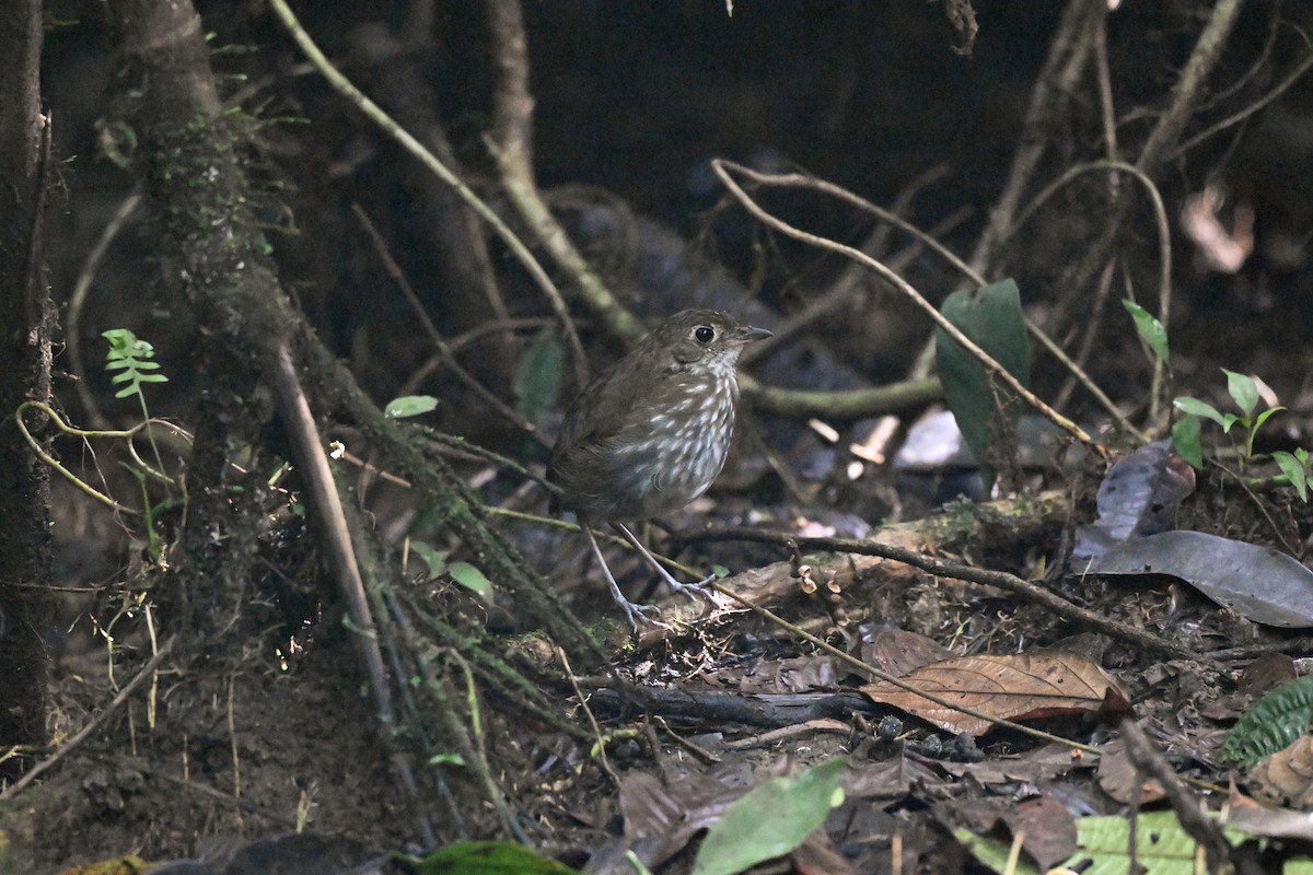 Thrush-like Antpitta - ML635722665