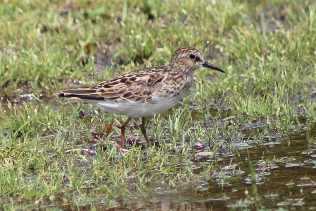 Least Sandpiper - ML635722667
