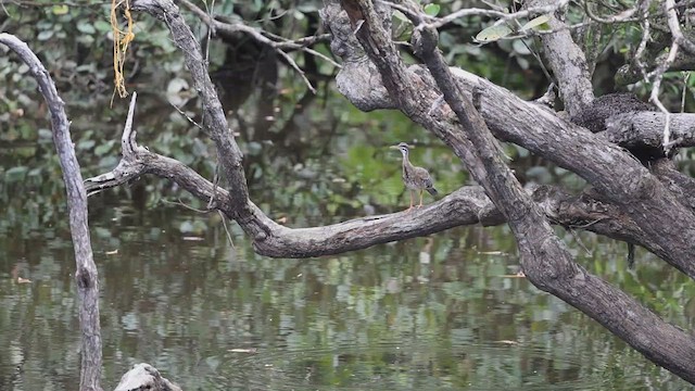 Sunbittern - ML635722687