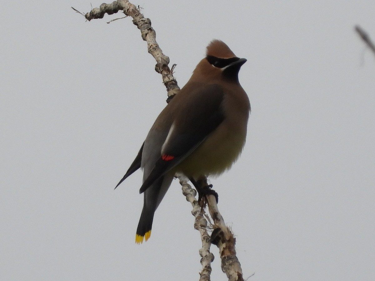Cedar Waxwing - ML635722693