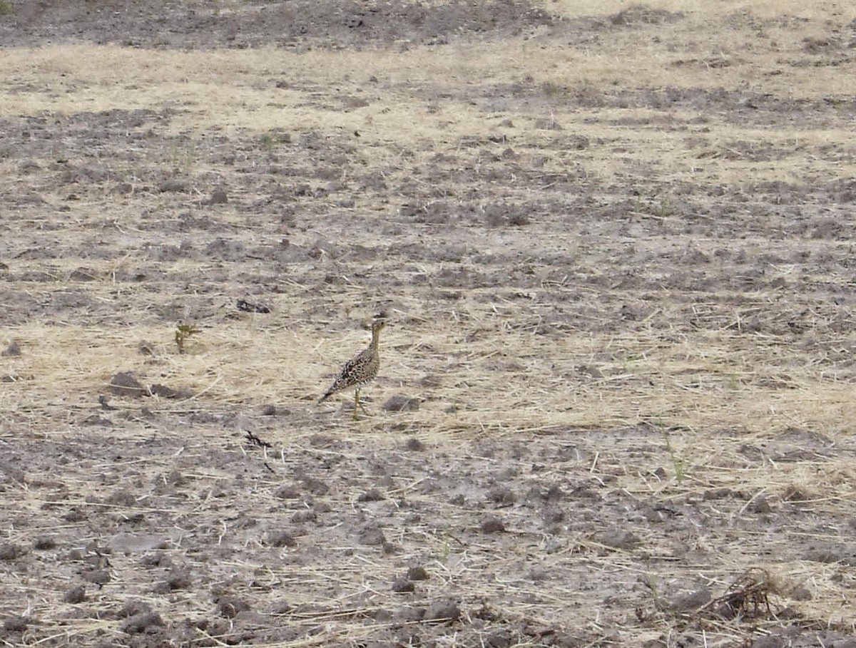 Upland Sandpiper - ML635722761