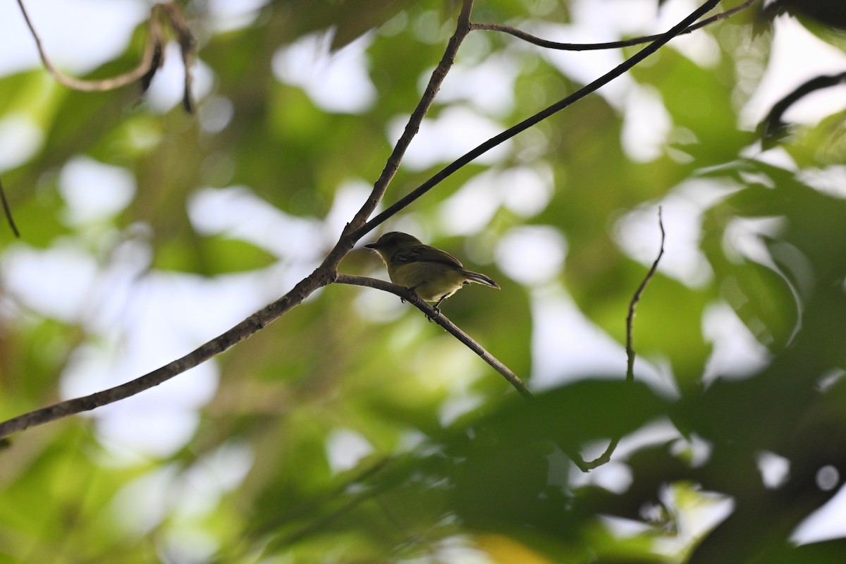 Olive-faced Flatbill - ML635722807