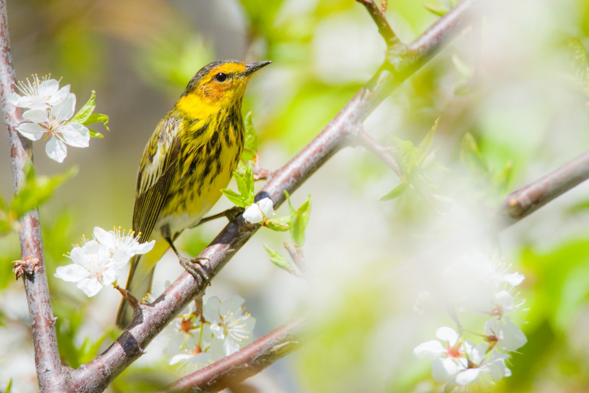 Cape May Warbler - ML635722814
