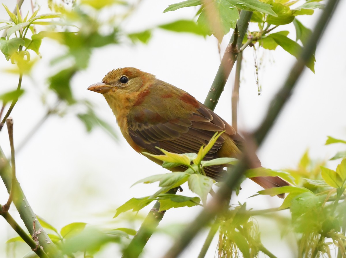 Summer Tanager - ML635722821