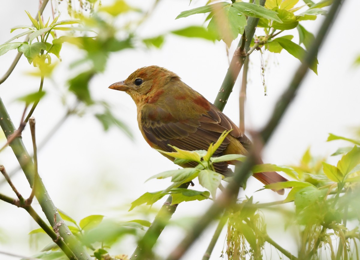 Summer Tanager - ML635722822
