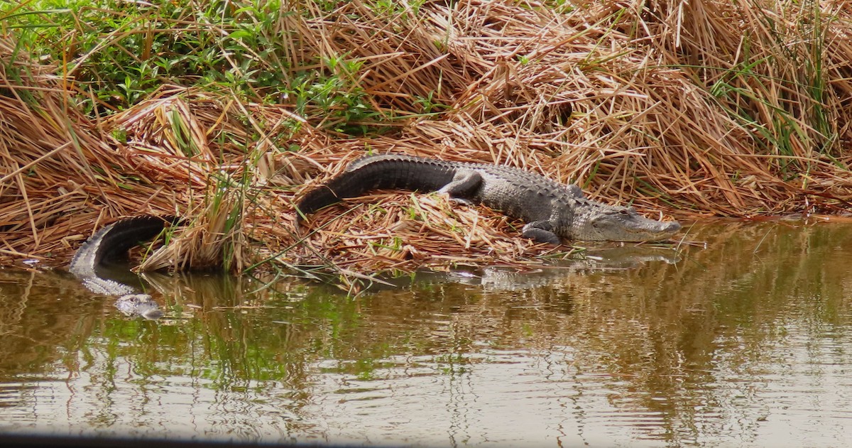 American Alligator - ML635722891