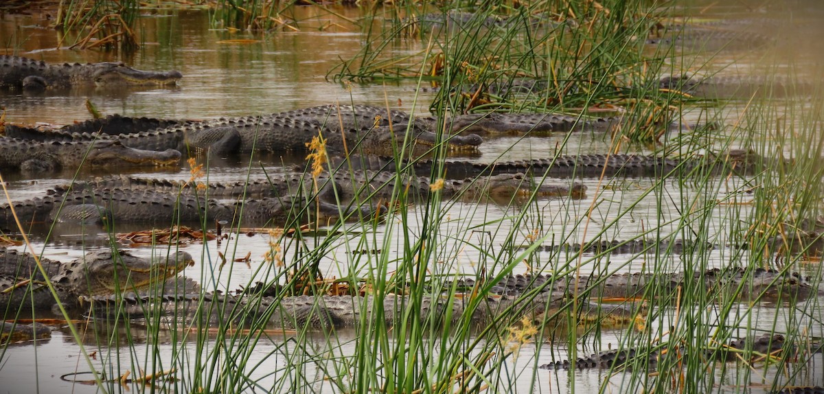 American Alligator - ML635722892