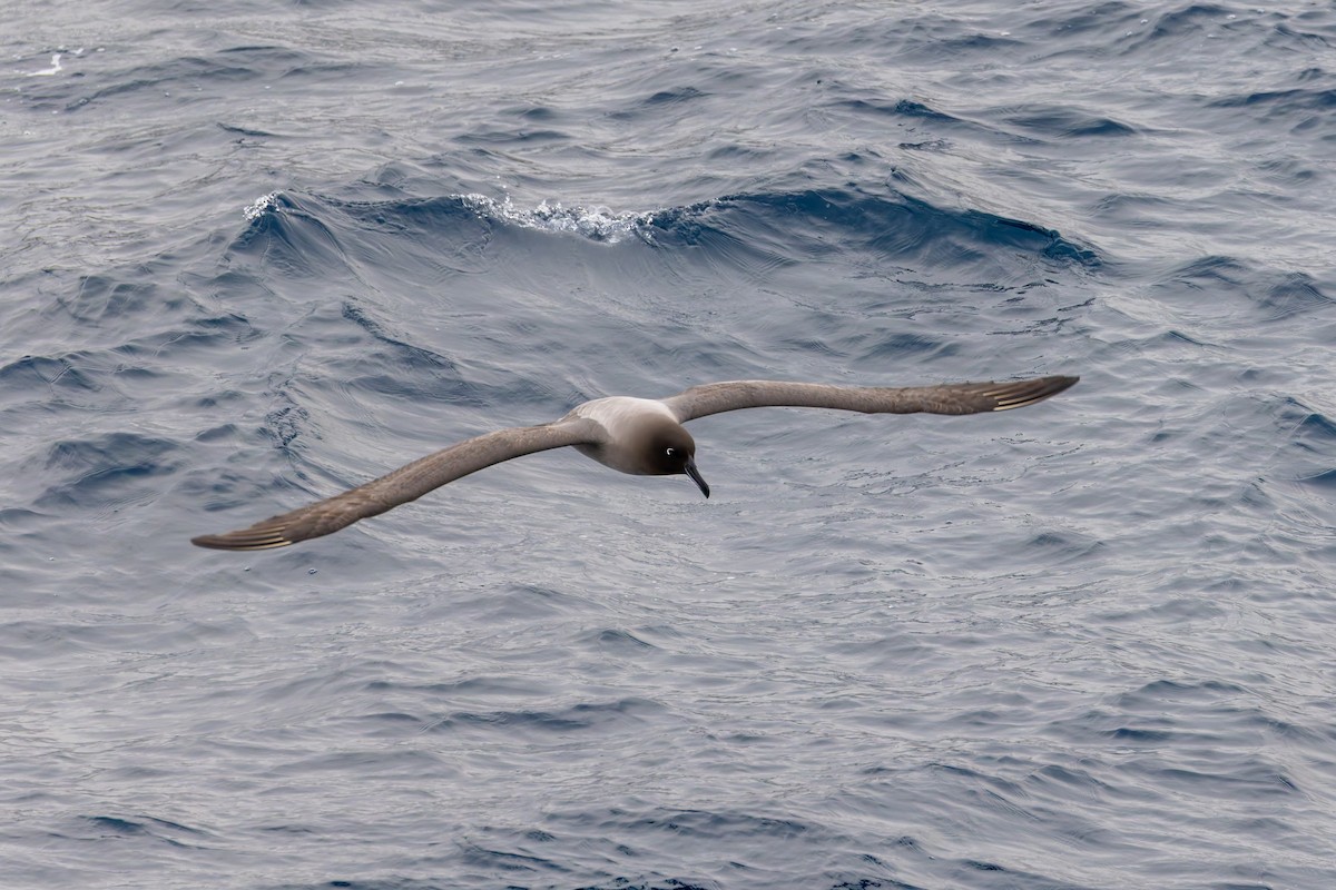 Albatros Tiznado - ML635722946
