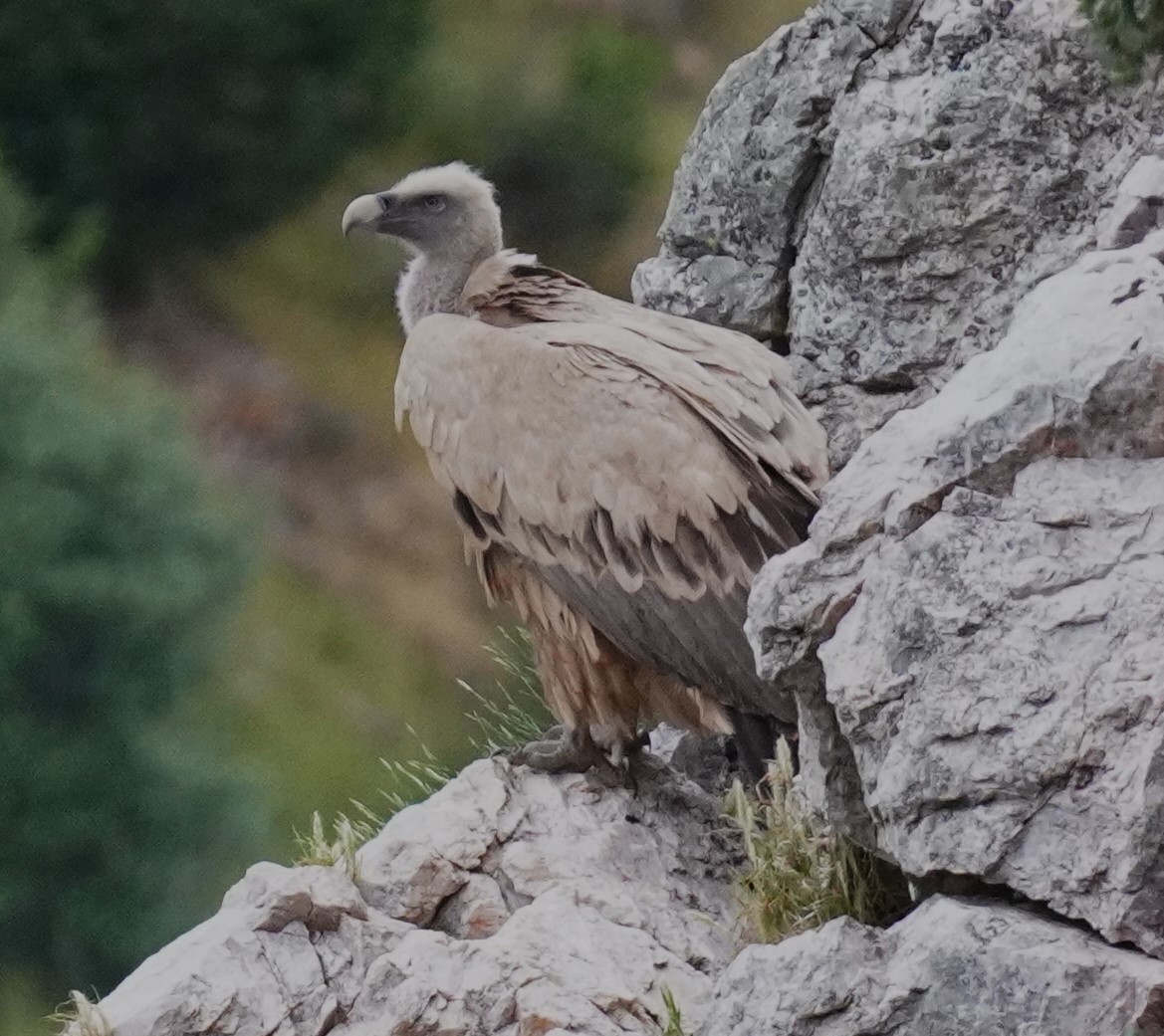 Eurasian Griffon - ML635723014
