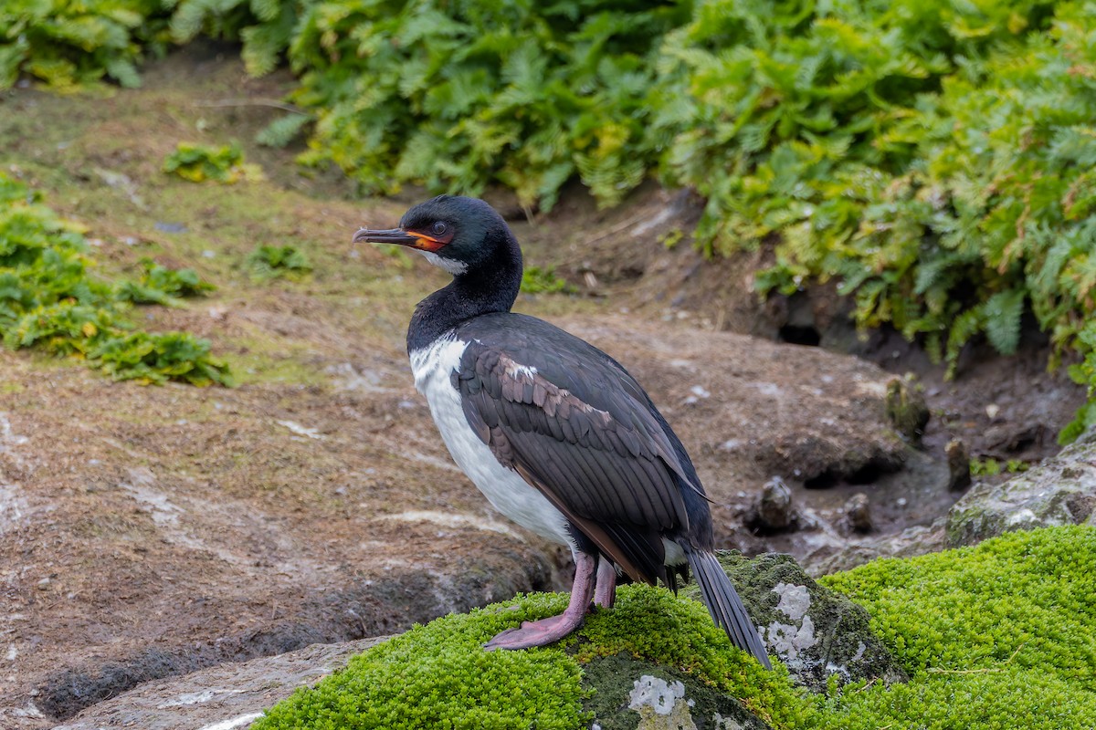 Campbell Islands Shag - ML635723018