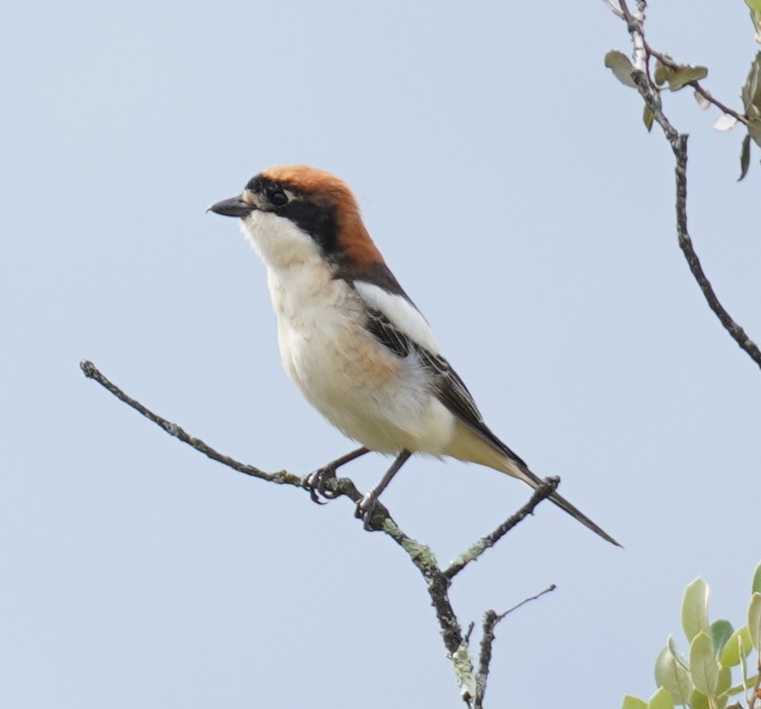 Woodchat Shrike - ML635723020