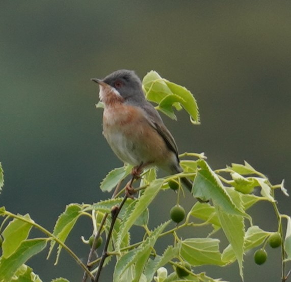 Western Subalpine Warbler - ML635723033