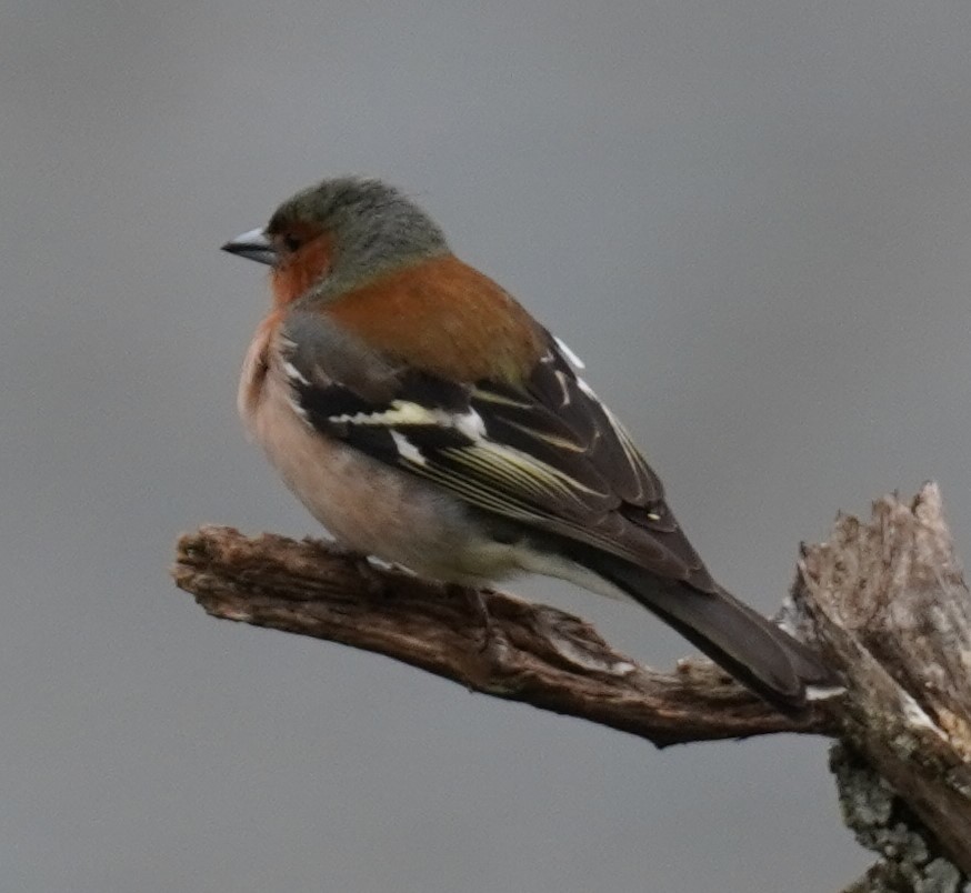 Common Chaffinch - ML635723041