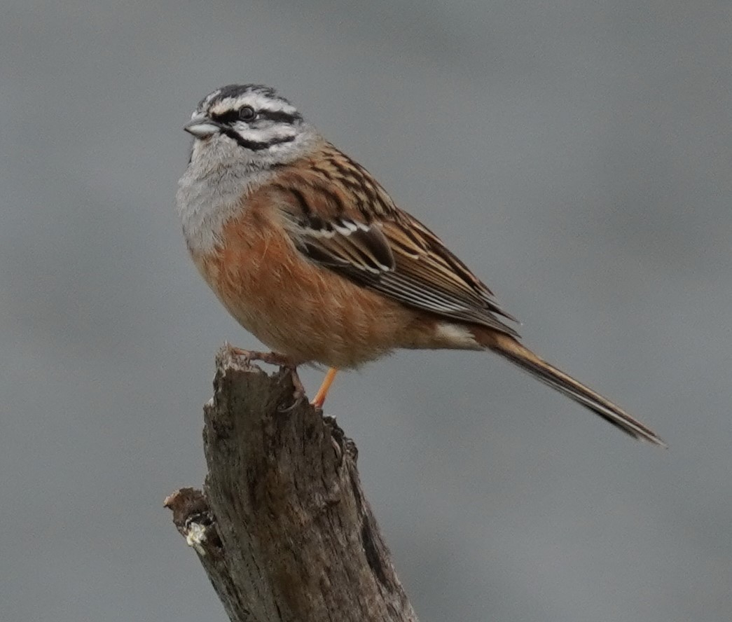Rock Bunting - ML635723064