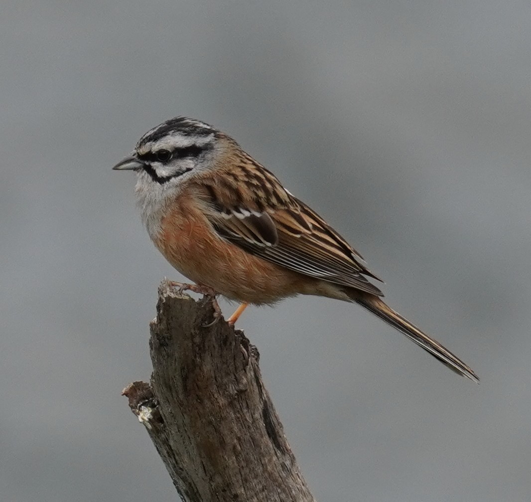 Rock Bunting - ML635723065