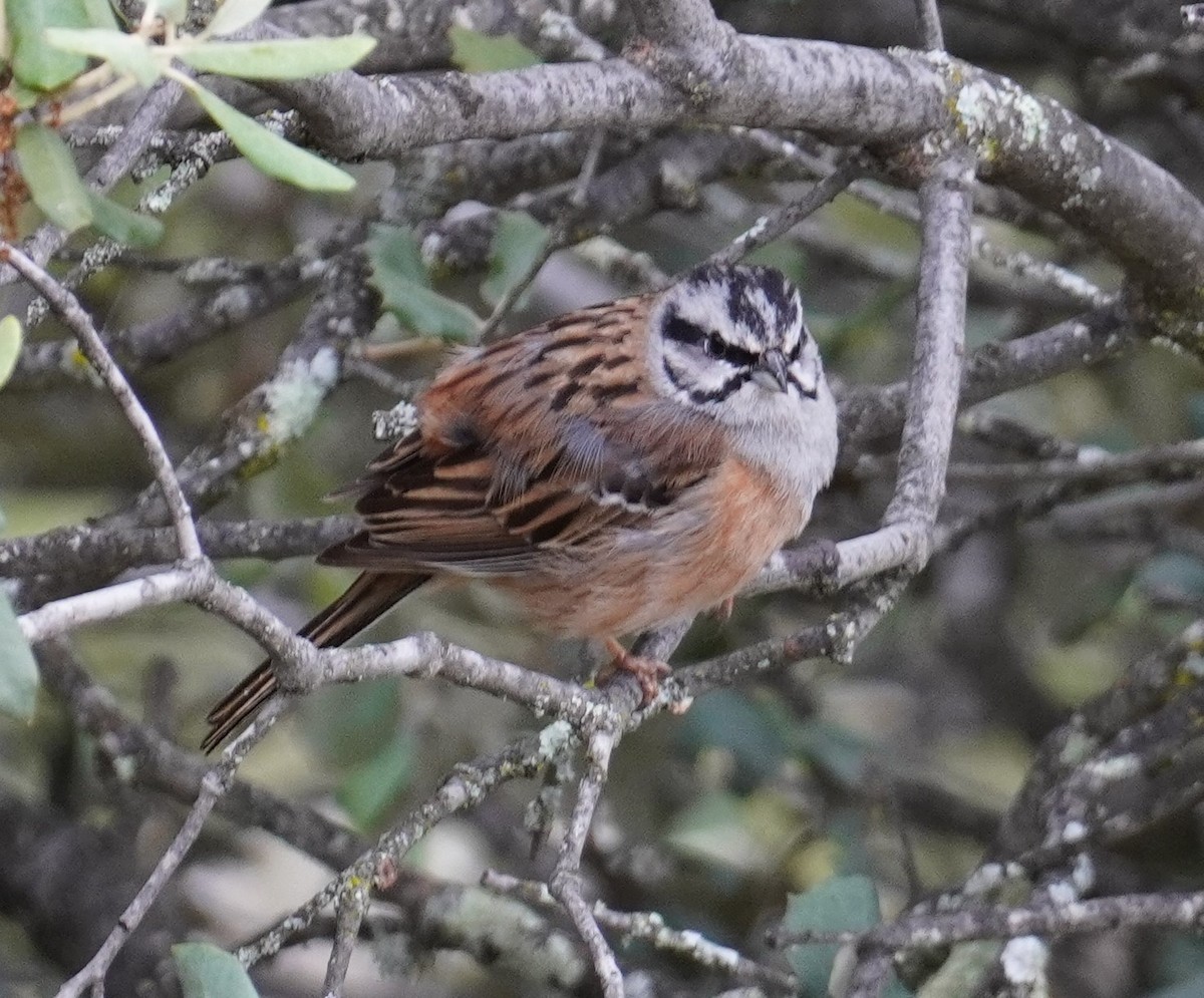 Rock Bunting - ML635723066