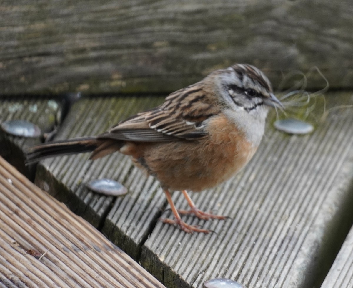 Rock Bunting - ML635723067