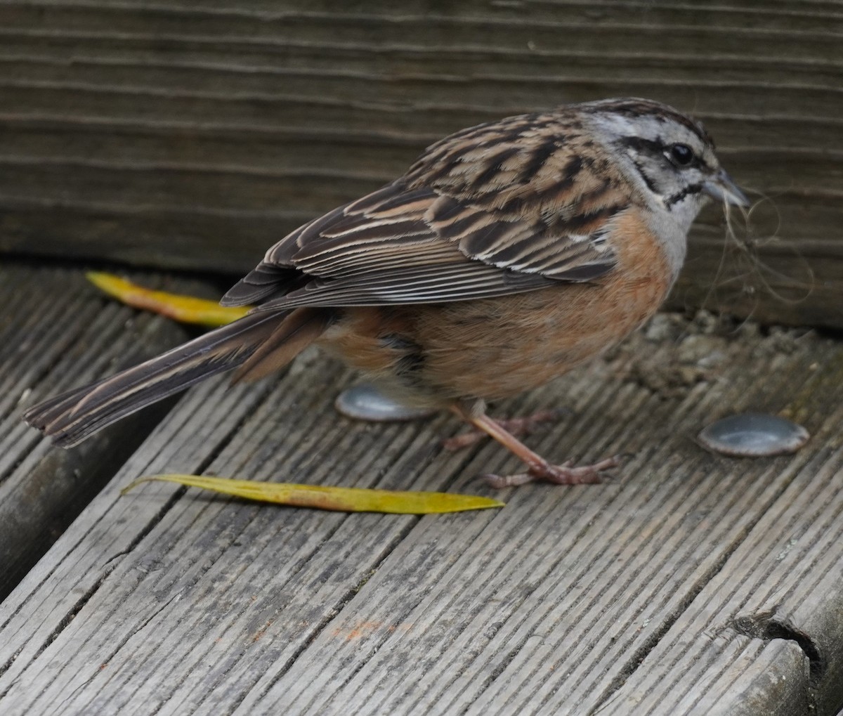 Rock Bunting - ML635723068
